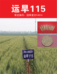 运旱115