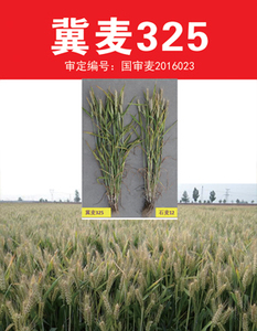 冀麦325